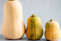 Honeynut Squash vs Butternut Squash: Key Differences, Flavor & Uses