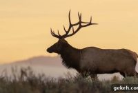 How to Smoke Elk Like a Pro: Complete Step-by-Step Guide
