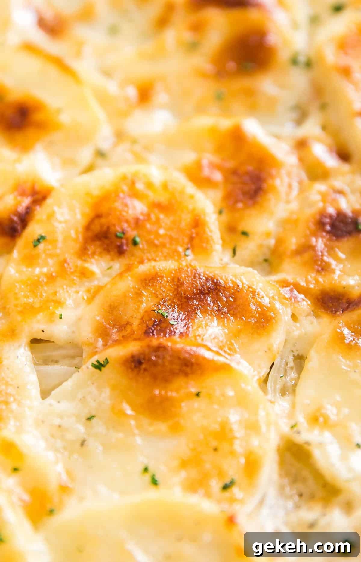Classic Creamy Scalloped Potatoes Recipe from Mom 9 A close up image of the perfectly browned top of the scalloped potatoes.