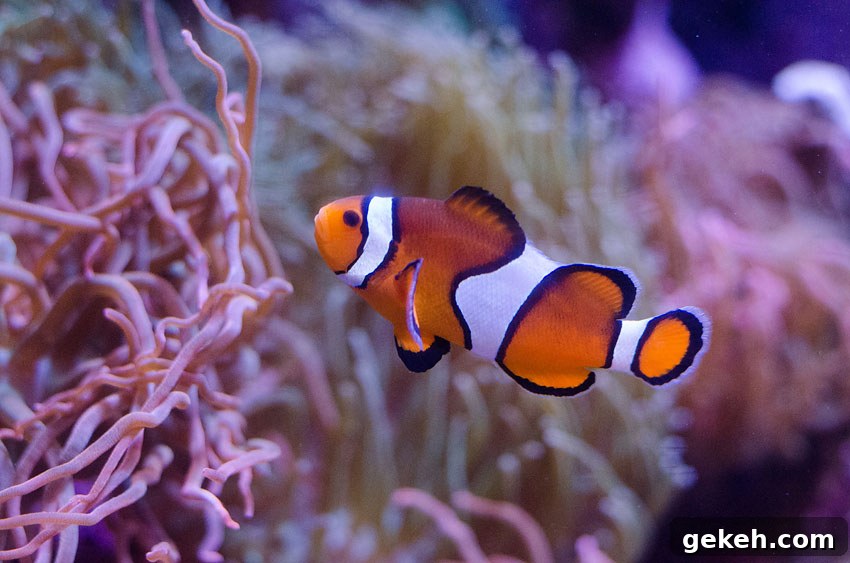 aquarium 21