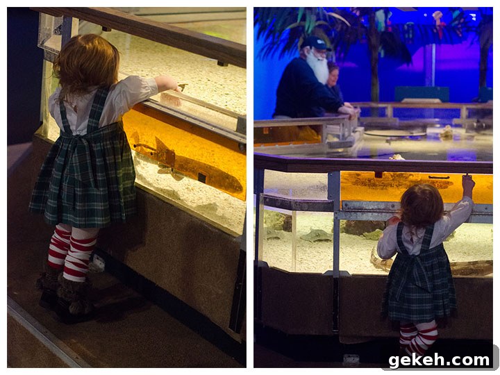 Caroline’s Mystic Aquarium Visit — Wordless Wednesday Photos 13 aquarium side by side 3