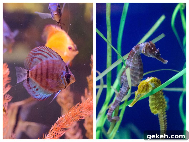 aquarium side by side 2