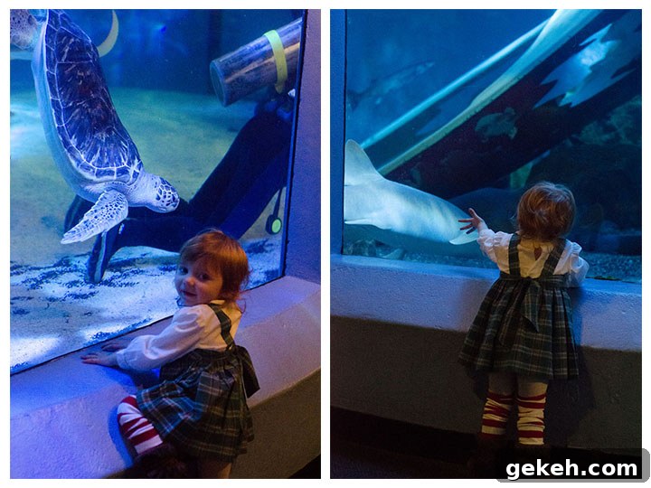 aquarium side by side 1