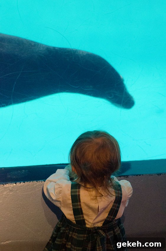 Caroline’s Mystic Aquarium Visit — Wordless Wednesday Photos 8 aquarium 1