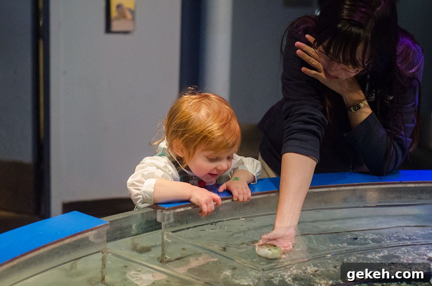 Caroline’s Mystic Aquarium Visit — Wordless Wednesday Photos 10 aquarium 19