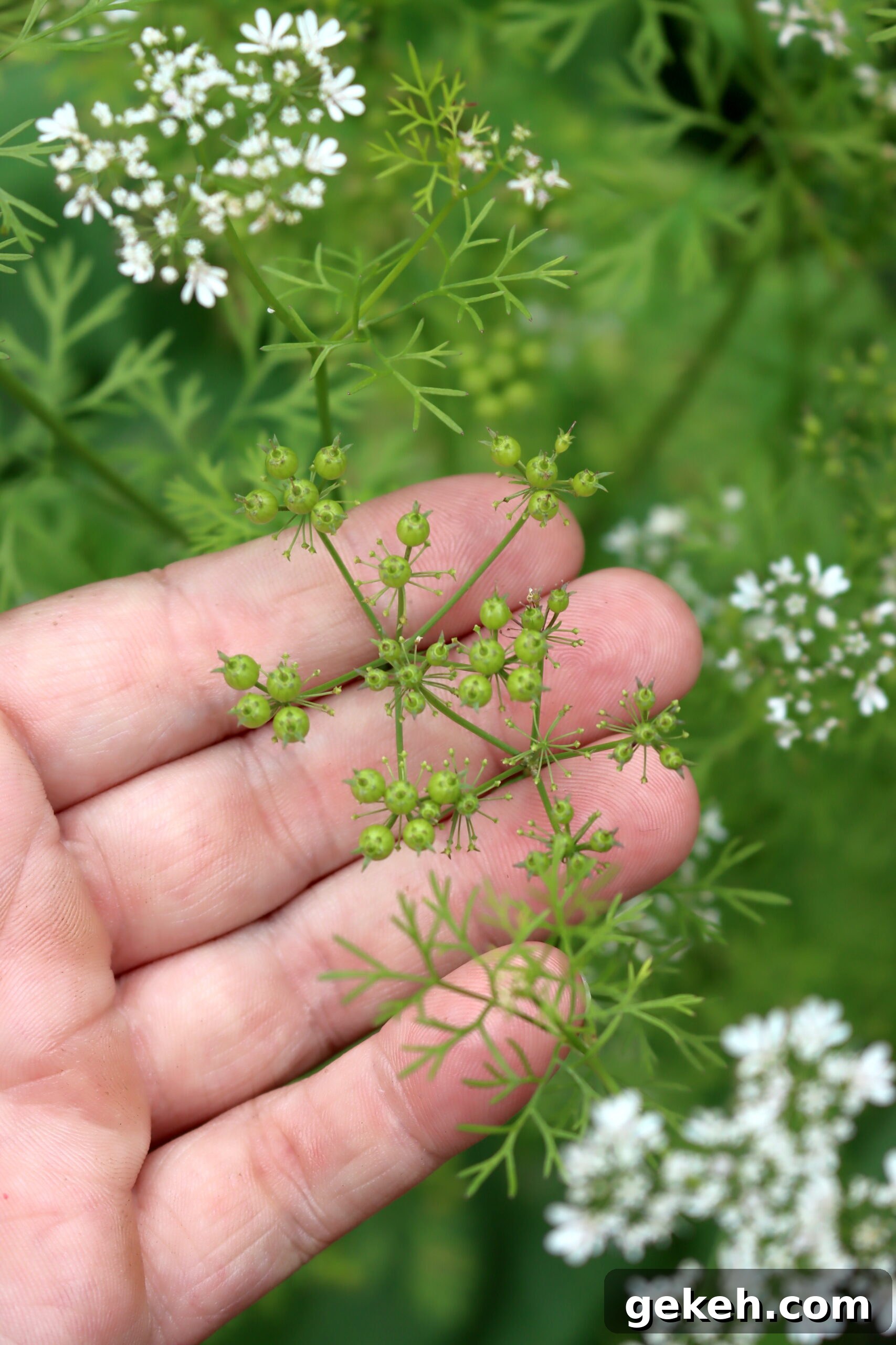 Pickled Unripe Cilantro Seeds (Green Coriander) 3 Green Cillantro Seed