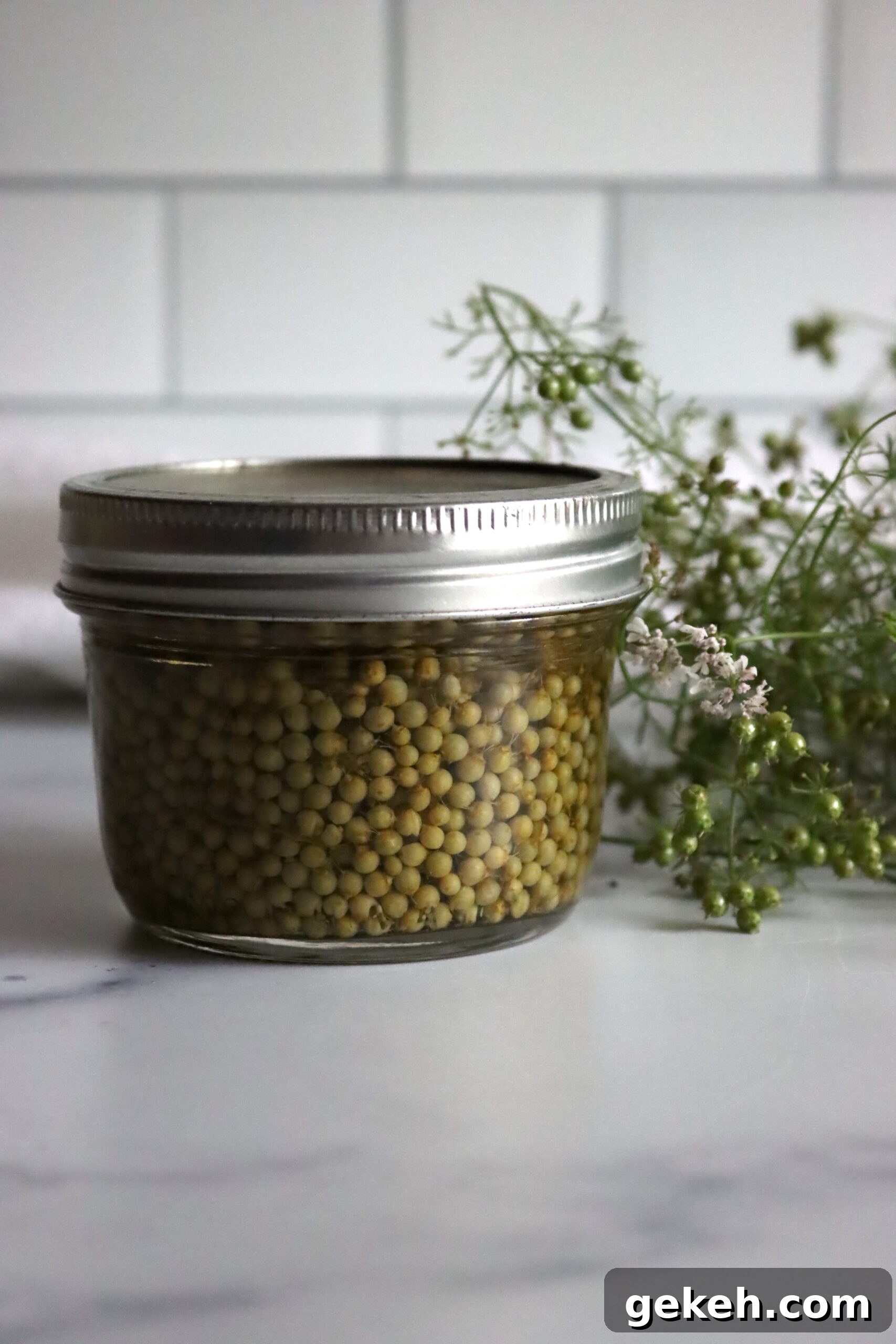 Pickled Unripe Cilantro Seeds (Green Coriander) 4 Pickled Green Cilantro Seed Recipe