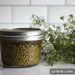 Pickled Unripe Cilantro Seeds (Green Coriander) 5 Pickled Green Cillantro Seed