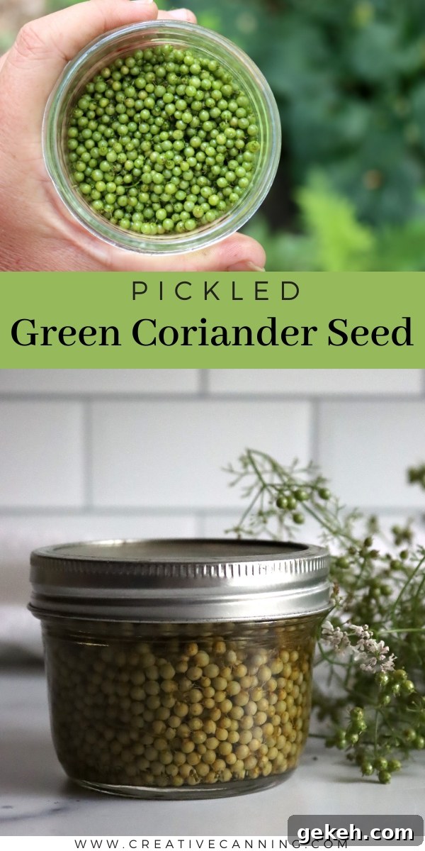 Pickled Unripe Cilantro Seeds (Green Coriander) 6 Pickling Green Coriander Seed