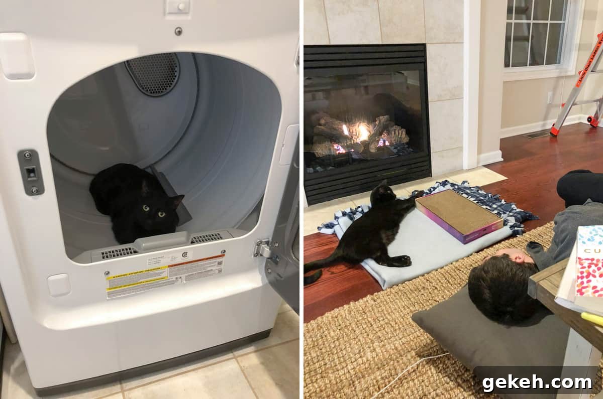 Cat in dryer