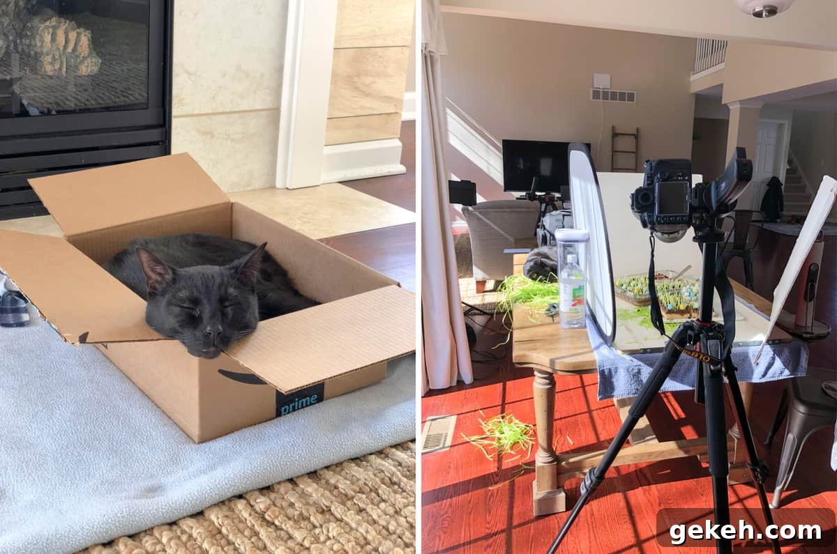 Cat and office