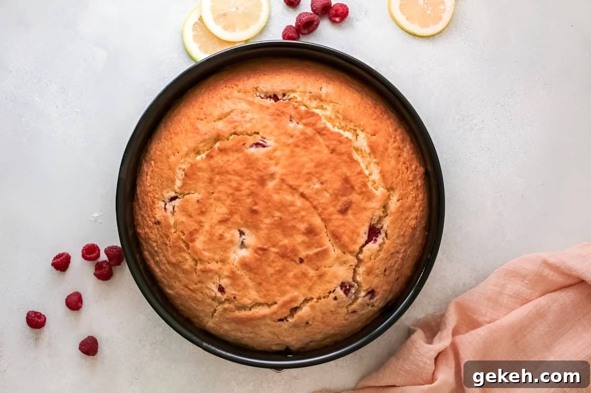 baked raspberry olive oil cake in a round cake pan.
