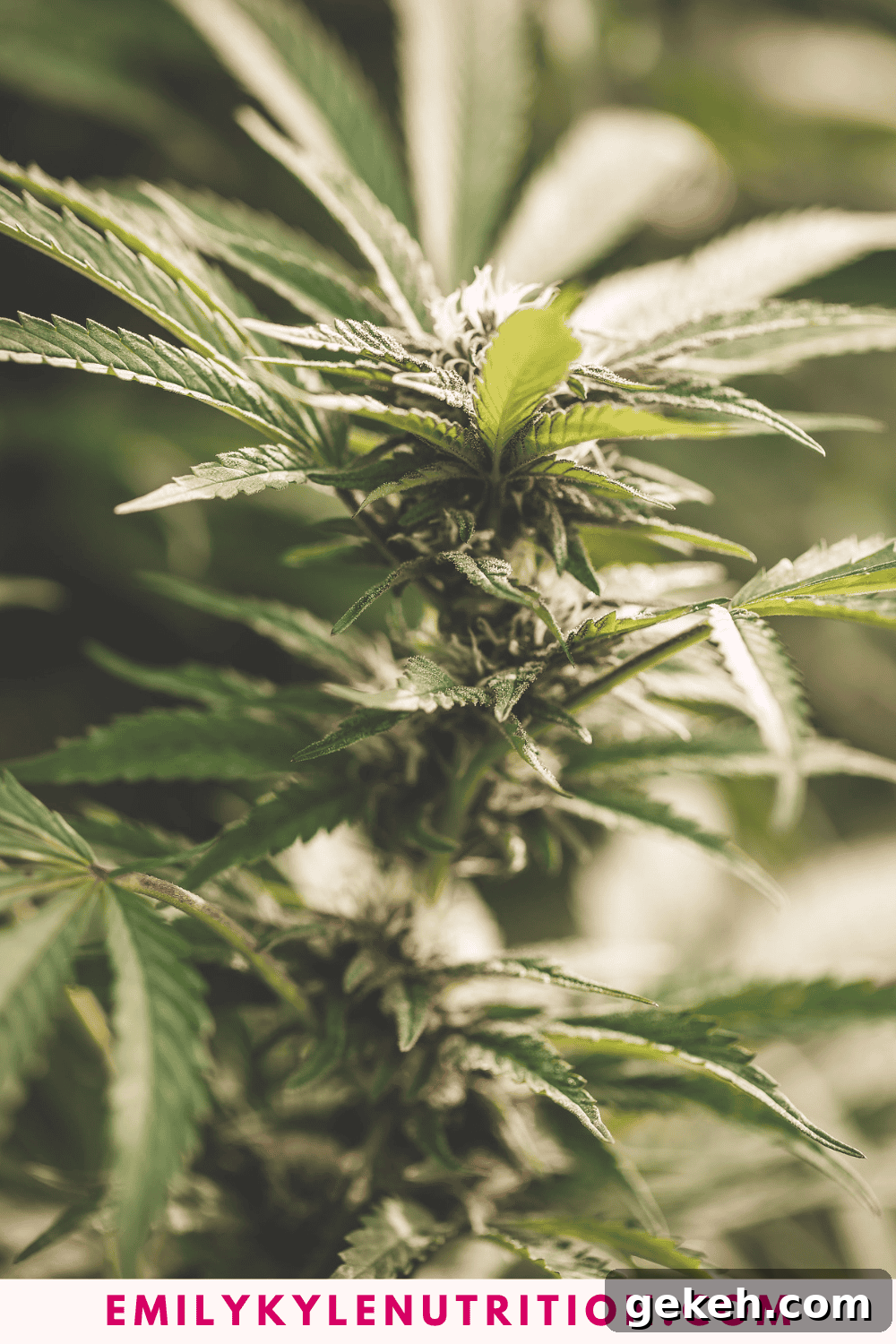 Home Cannabis Growing Guide for Beginners: Step-by-Step Tips 4 A picture of Emily Kyles cannabis plant.