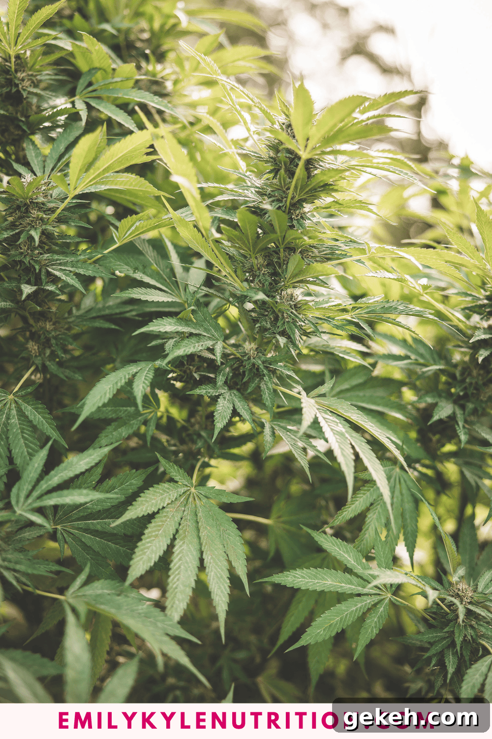 Home Cannabis Growing Guide for Beginners: Step-by-Step Tips 6 A picture of Emily Kyles cannabis plant.