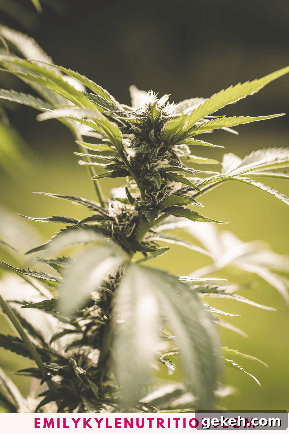 Home Cannabis Growing Guide for Beginners: Step-by-Step Tips 8 A picture of Emily Kyles cannabis plant.